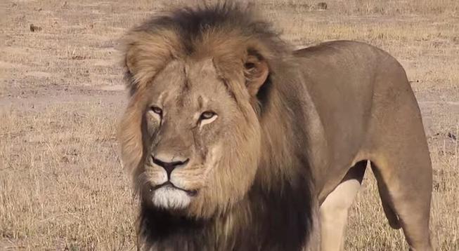 León