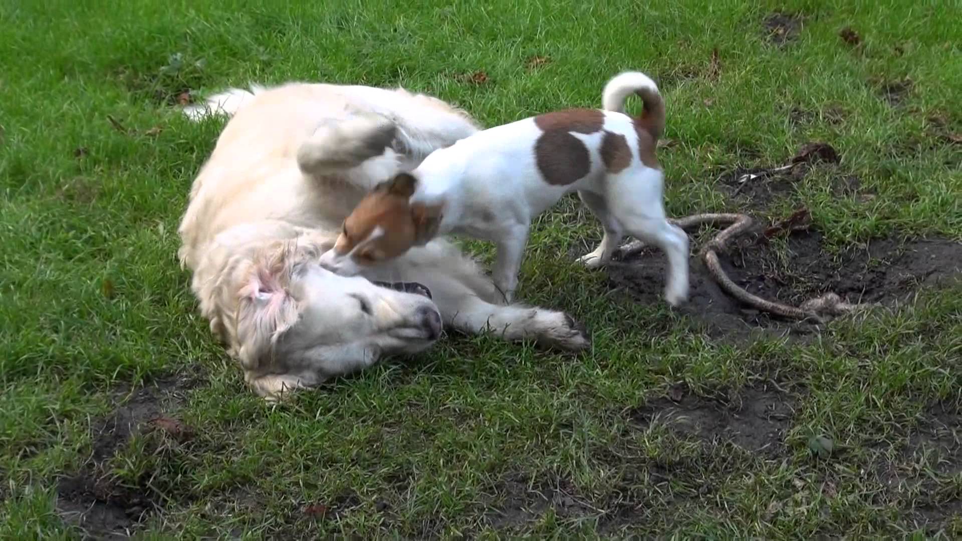 Jack Golden Russell
