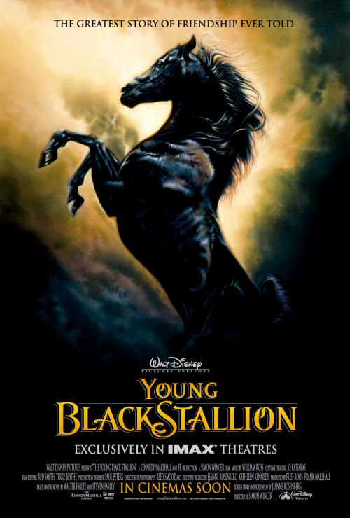 The Young Black Stallion