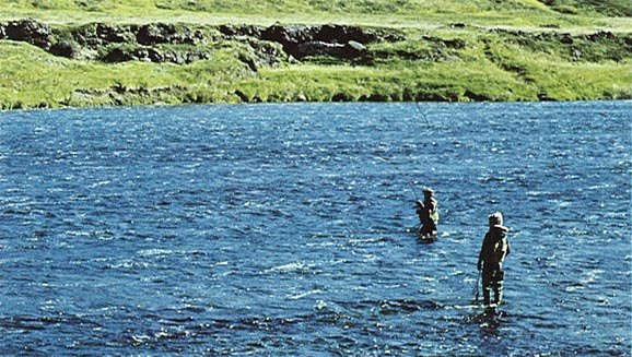 Will there be Salmon Tomorrow?